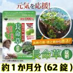 ポイントが一番高いゆうだ薬草園（長命草・日本山人参）