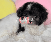 ポイントが一番高い大阪トイプードル専門犬舎「CoCo de LuLu」