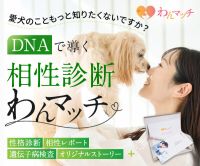 ポイントが一番高いDNAから相性診断「わんマッチ」