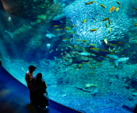 ポイントが一番高い楽天トラベル（観光体験）江の島水族館